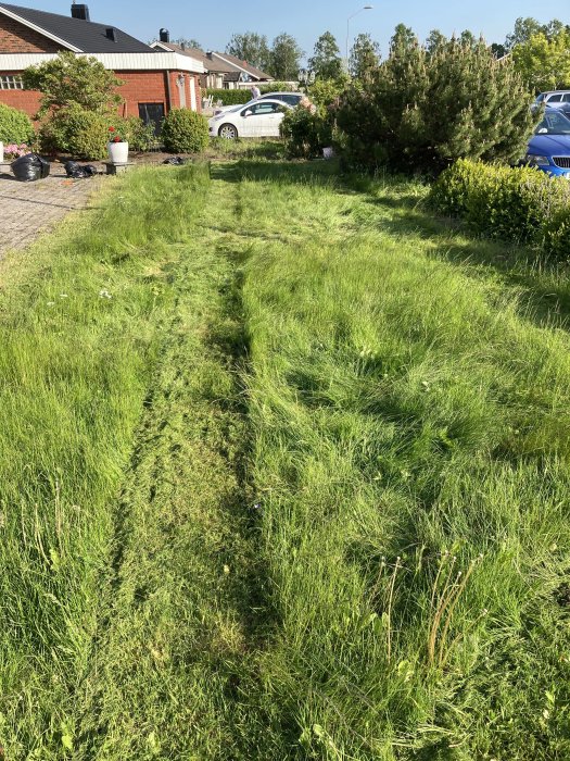 En övervuxen gräsmatta med en tydlig klippt stig som leder mot ett hus och parkerade bilar under solig himmel.