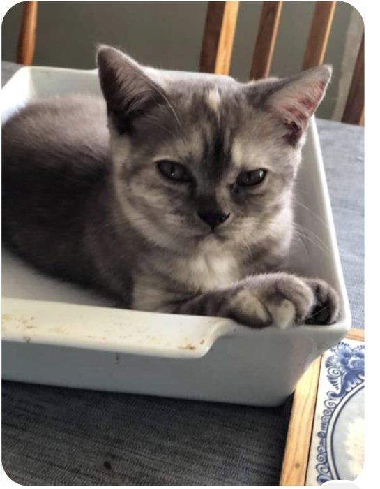 11 veckor gammal kattunge Smilla ligger i en pajform.