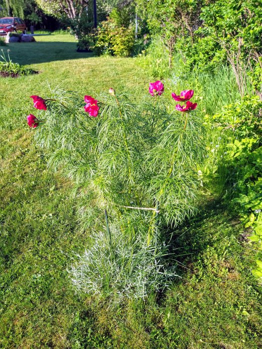 Blommande buske med röda blommor i en solig trädgård med grönt gräs i bakgrunden.