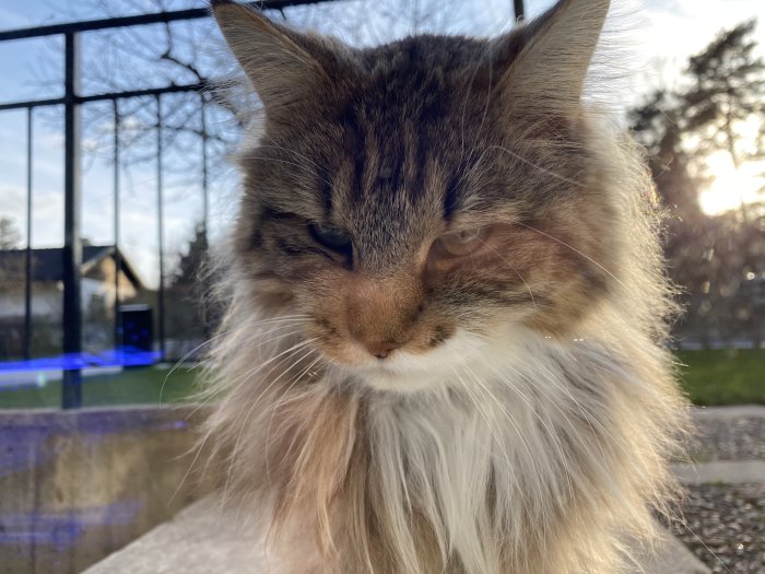 Långhårig brun och vit katt med fokus på ansiktet framför suddig bakgrund i solnedgång.