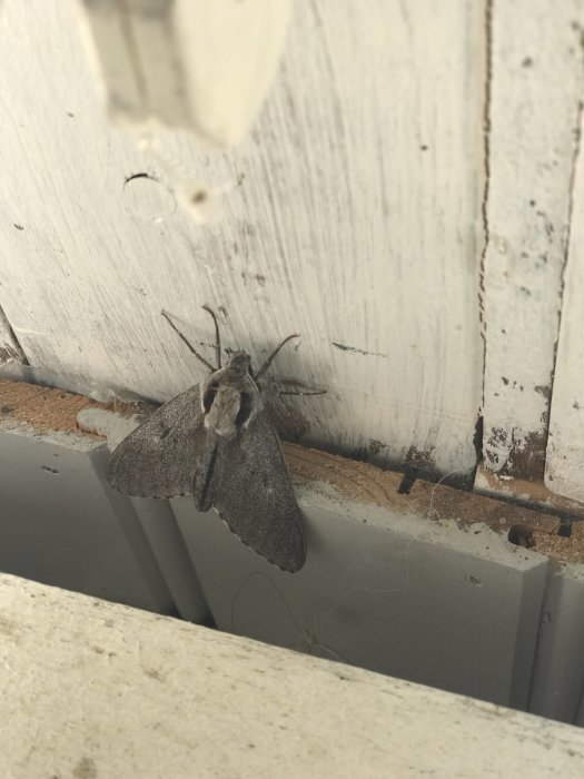 Moth resting on a white wooden surface near a shelf with holes, possible insect guest in a conservatory.