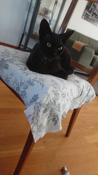 En svart katt sitter på en nyomklädd stol med blommigt tyg, avsedd som klösmöbel.