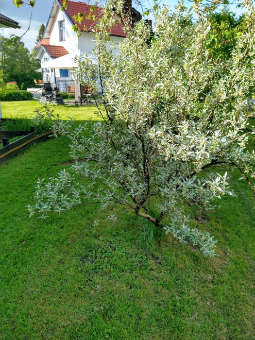 Grågrön buske med små blad i en trädgård framför ett hus, fråga om buskens art.