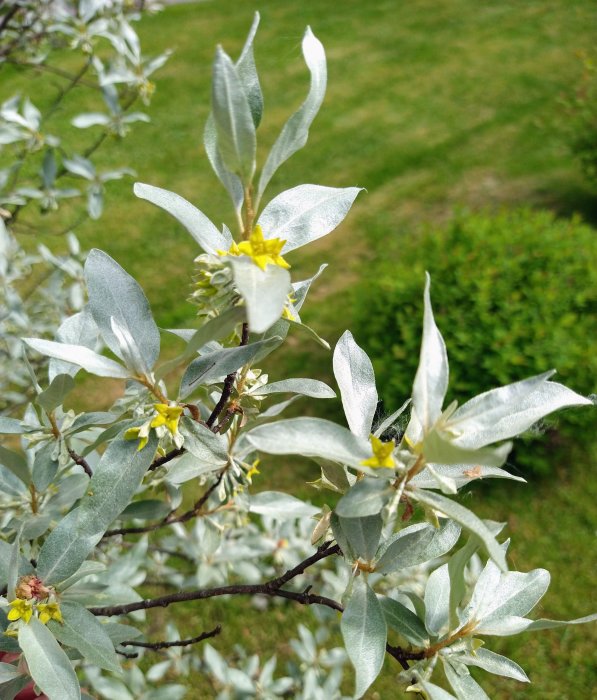 Grågröna blad på en buske med små gula blommor, doftande, mot en gräsmatta.