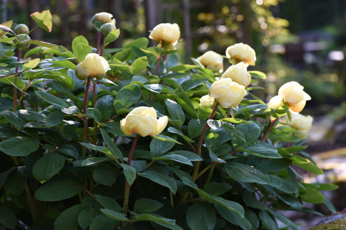 Gul svavelpion i blom omgiven av gröna blad i trädgårdsmiljö.