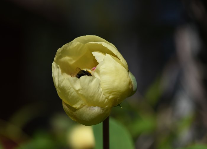 Humla i en ljusgul Paeonia mlokosewitschii, svavelpion, mot suddig bakgrund.