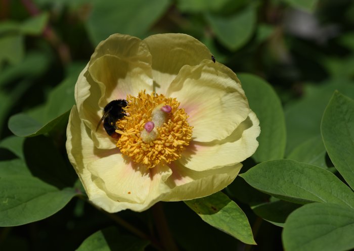 En humla på gult kronblad av svavelpion (Paeonia mlokosewitschii), omringad av gröna blad.