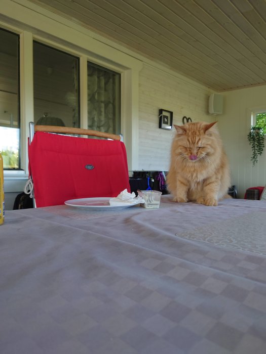 Röd katt sitter på ett bord bredvid en tallrik med en slickande rörelse som om den rengör sin nos.