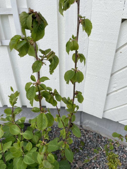 En växt med gröna blad vid en vit vägg, påverkad av löss och myror.