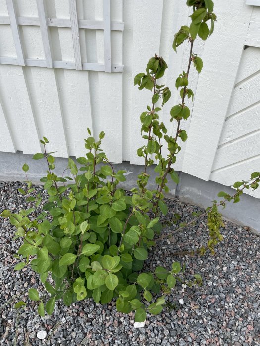 Grön växt med rundade blad vid staket på grusig mark, eventuellt ogräs, infekterad med löss och myror.