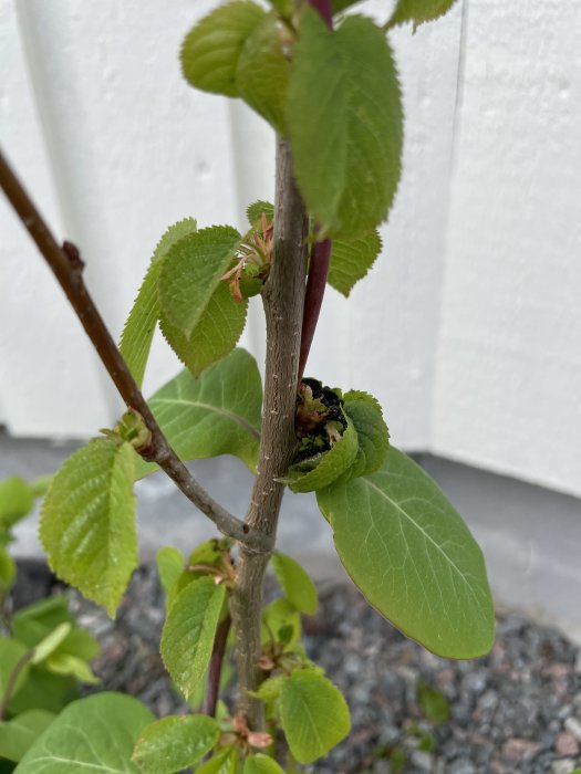 Ung växt med gröna blad och rödaktig stjälk, angripen av löss, intill en vit vägg.