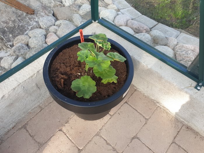 Pelargon i kruka inne i växthus med stengång och gräsmatta synlig genom glasrutorna.