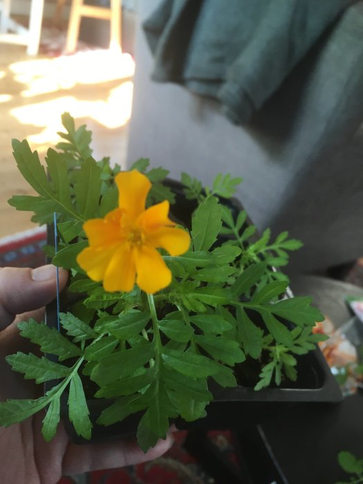 Gul blommande tagetes i kruka hållen av en person inomhus.