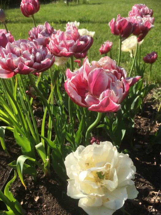 Blommande rosavita dubbelblommande tulpaner i ett blomsterbed med en överblommad vit tulpan i förgrunden.