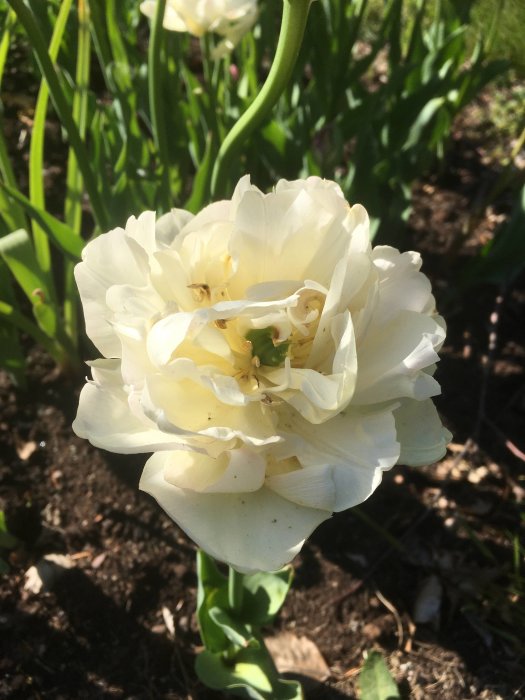 Vit, fylld tulpan i förgrunden med grönaktiga blad och jord i bakgrunden.