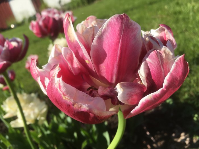 Vissnande rosa tulpaner i förgrunden med en suddig grön trädgård i bakgrunden.