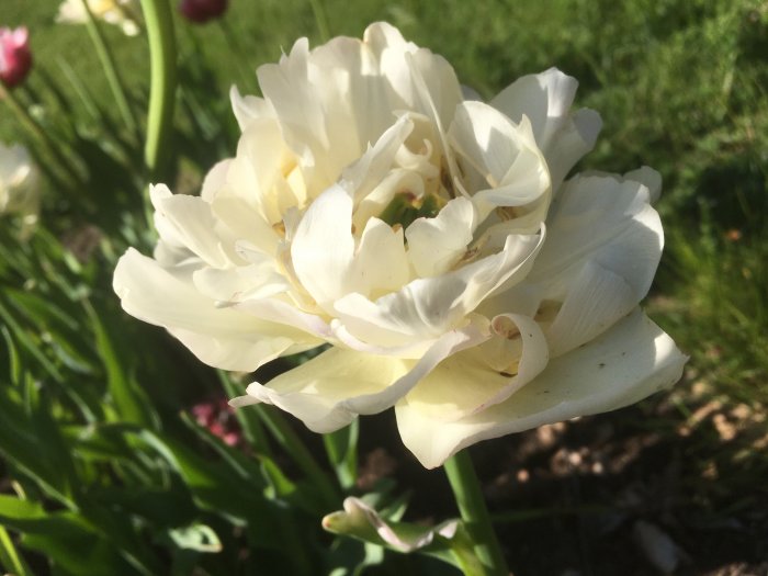 Närbild av vita ståndaktiga tulpaner i solljus med gräs i bakgrunden.