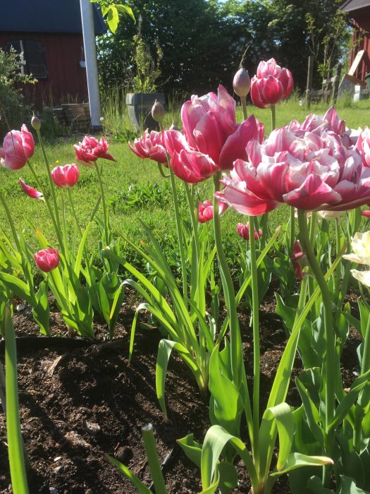 Blomstrande rosa-vita tulpaner i solljus med ett rött trähus i bakgrunden.