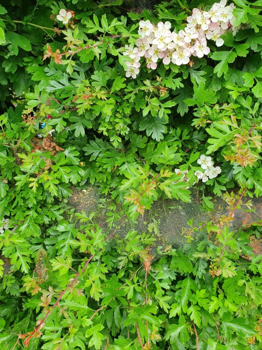 Häck med vita blommor och löv täckt av täta spindelnät som kan tyda på skadedjursangrepp.