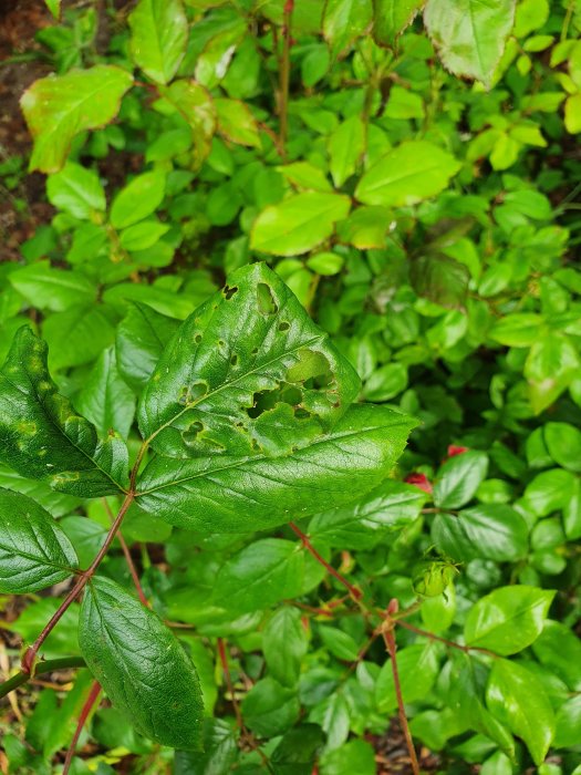 Rosenblad med hål som tyder på skadedjursangrepp, omgiven av friska gröna blad.