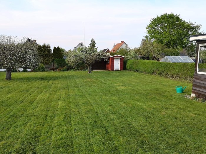 Lummig trädgård med friskt grönt gräs och två blommande äppelträd på en solig dag före slackline-incidenten.