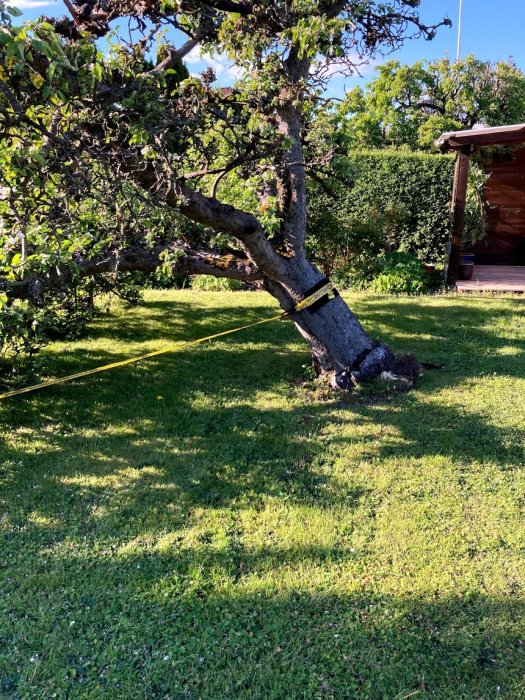 Ett omkullvält äppelträd med en slackline fäst mellan det och ett annat träd på en gräsmatta.