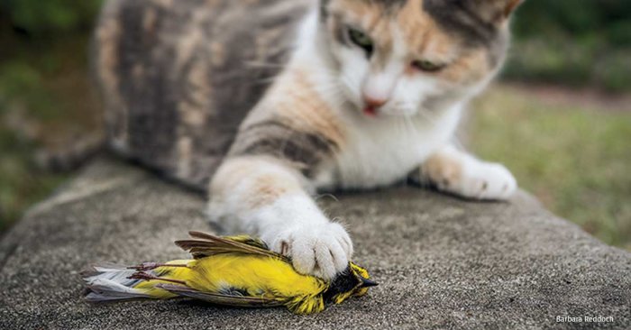 Katt med tass på en gul och svart fågel som ligger på marken.