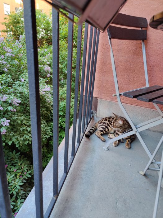 Katt ligger på en balkong vid sidan av en stol omgiven av grönska.