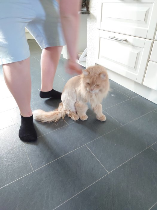 En nyklippt ljusbrun katt sitter på ett mörkt golv med suddig rörelse i bilden.