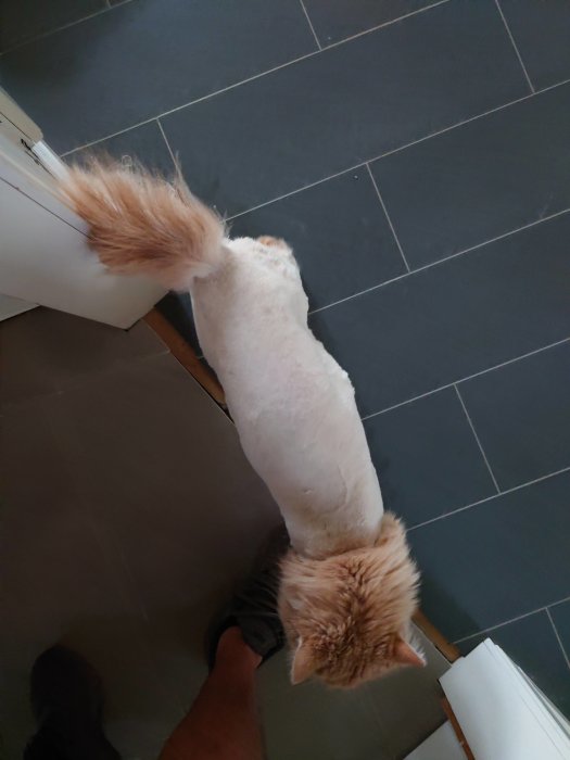 Nyklippt katt sedd ovanifrån med en fluffig svans och kortklippt päls på kroppen.