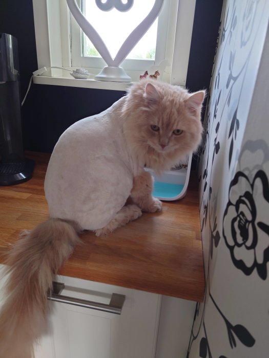 En perserkatt med klippt päls, kvarvarande tjock svans, sitter bredvid en vit gardin.