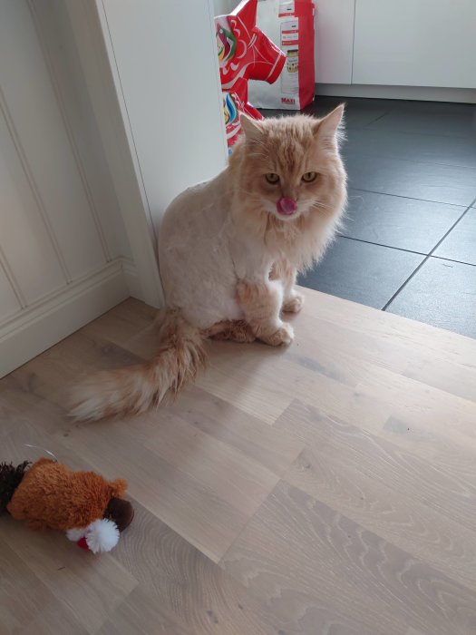 Katt med klippt päls sitter på trägolv bredvid en leksak och slickar sig om munnen.