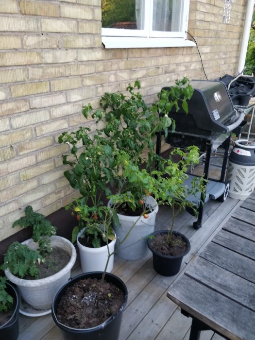 Chiliplantor i krukor på en trätrall bredvid en grill och husvägg.