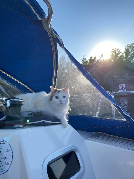 En vit katt med fläckar ligger ovanpå en segelbåt med solnedgången i bakgrunden.