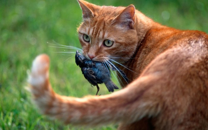 Röd tamkatt som håller en fågel i munnen medan den står i gräset.