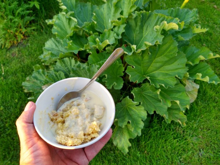 Hand håller en skål med rabarberpaj och vaniljsås i trädgården med rabarberblad i bakgrunden.