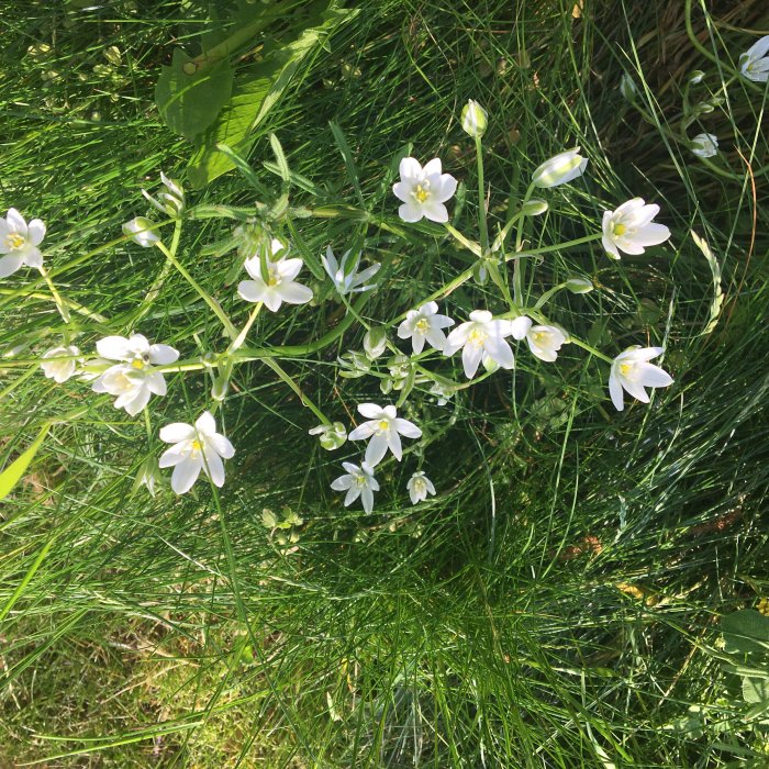 Vita blommor av Morgonstjärna bland gröna grästuvor i en gräsmatta.