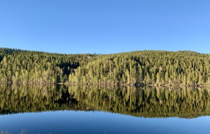 Skogbevuxen kulle som speglar sig i en lugn sjö under klarblå himmel.