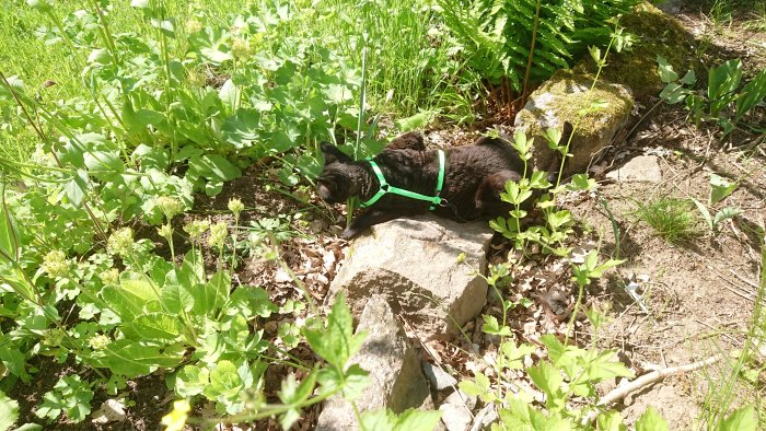 Svart katt med grön sele ligger på en klippa omgiven av gröna växter och löv.