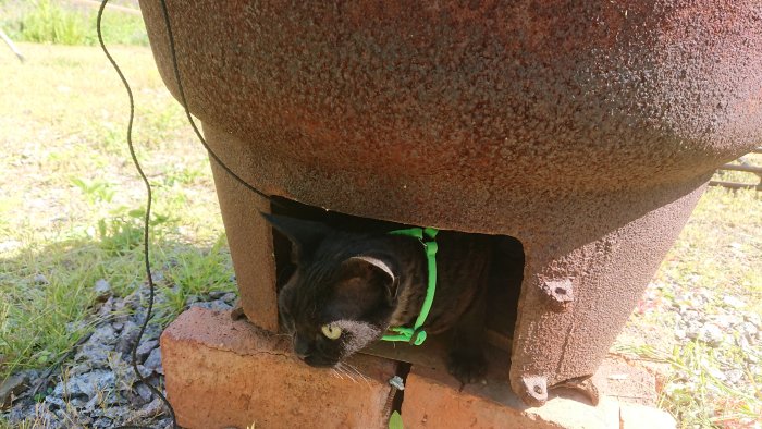 Svart katt i sele sitter inne i en rostig eldgryta som står på tegelstenar utomhus.