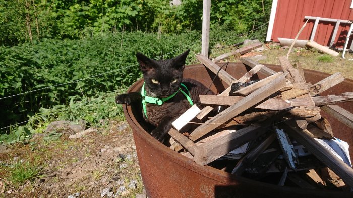 Svart katt med grönt halsband sitter i en rostig eldgryta fylld med vedträn utomhus.