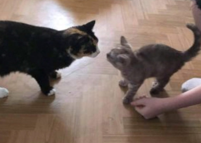 Två katter nosar på varandra i ett hem, medan en person sträcker ut handen mot den mindre katten.
