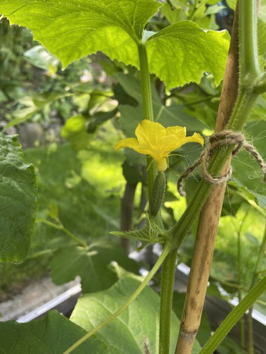 Gurkplanta med gul blomma och unga gurkor bundna till en stödpinne.
