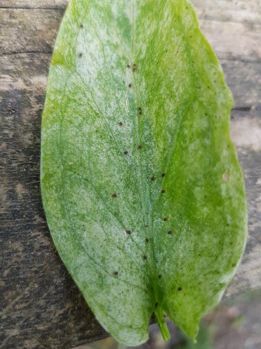 Blad med små brunsvarta prickar, liknande små spindlar, mot en träbakgrund.