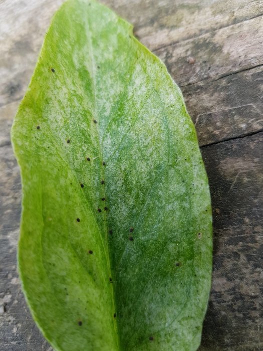 Grönt blad med små mörka prickar placerat på ett träunderlag, som indikerar närvaro av små insekter.