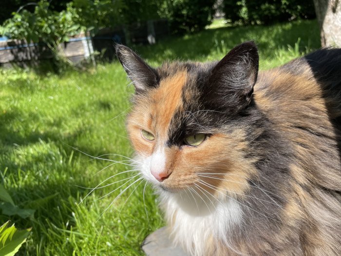 Tricolor katt med fokuserad blick i soligt gräs, ser ut att vänta på sällskap.