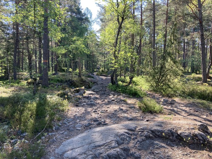 Stenig skogsstig omgiven av tallar och gröna växter på en solig dag.