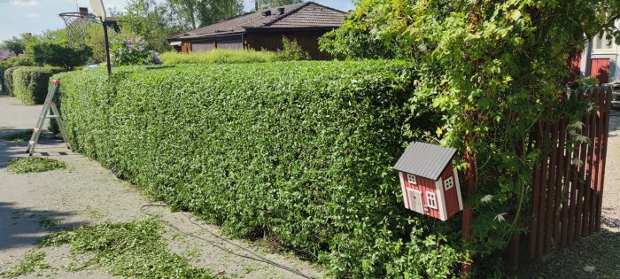 Nyklippt häck med löv på marken intill en stege och en liten röd lekstuga.