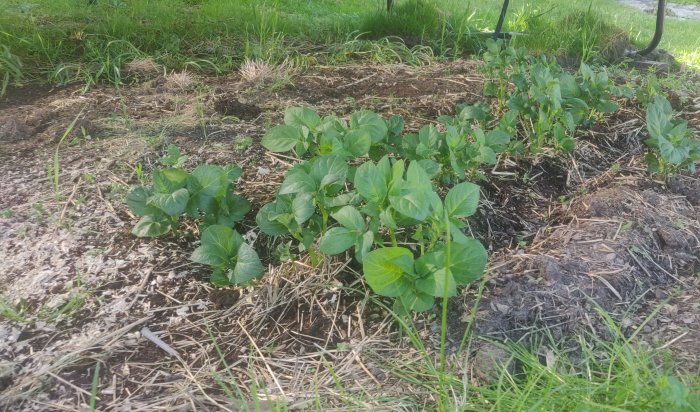 Potatisplantor som växer i en trädgård med synlig skillnad i storlek på blasten.