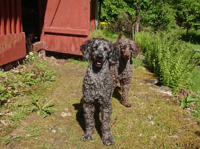 Två pudlar, en brun och en grå, står i trädgården framför en röd byggnad.